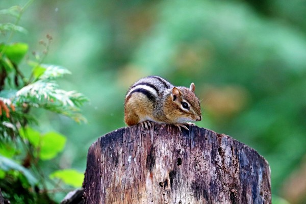 Chipmunk On Log by Deb Oppermann